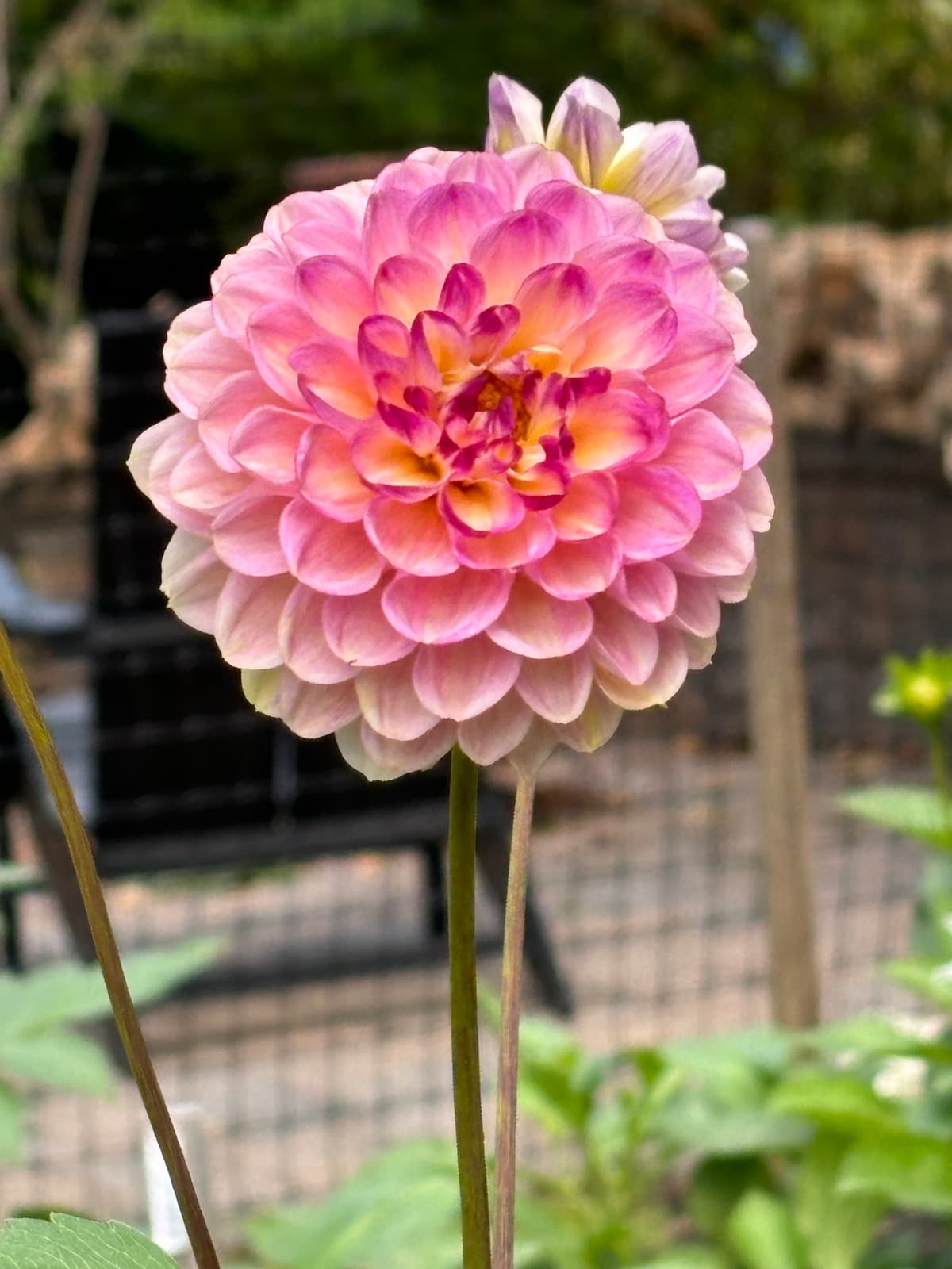 Close-up of a pink and cream dahlia flower