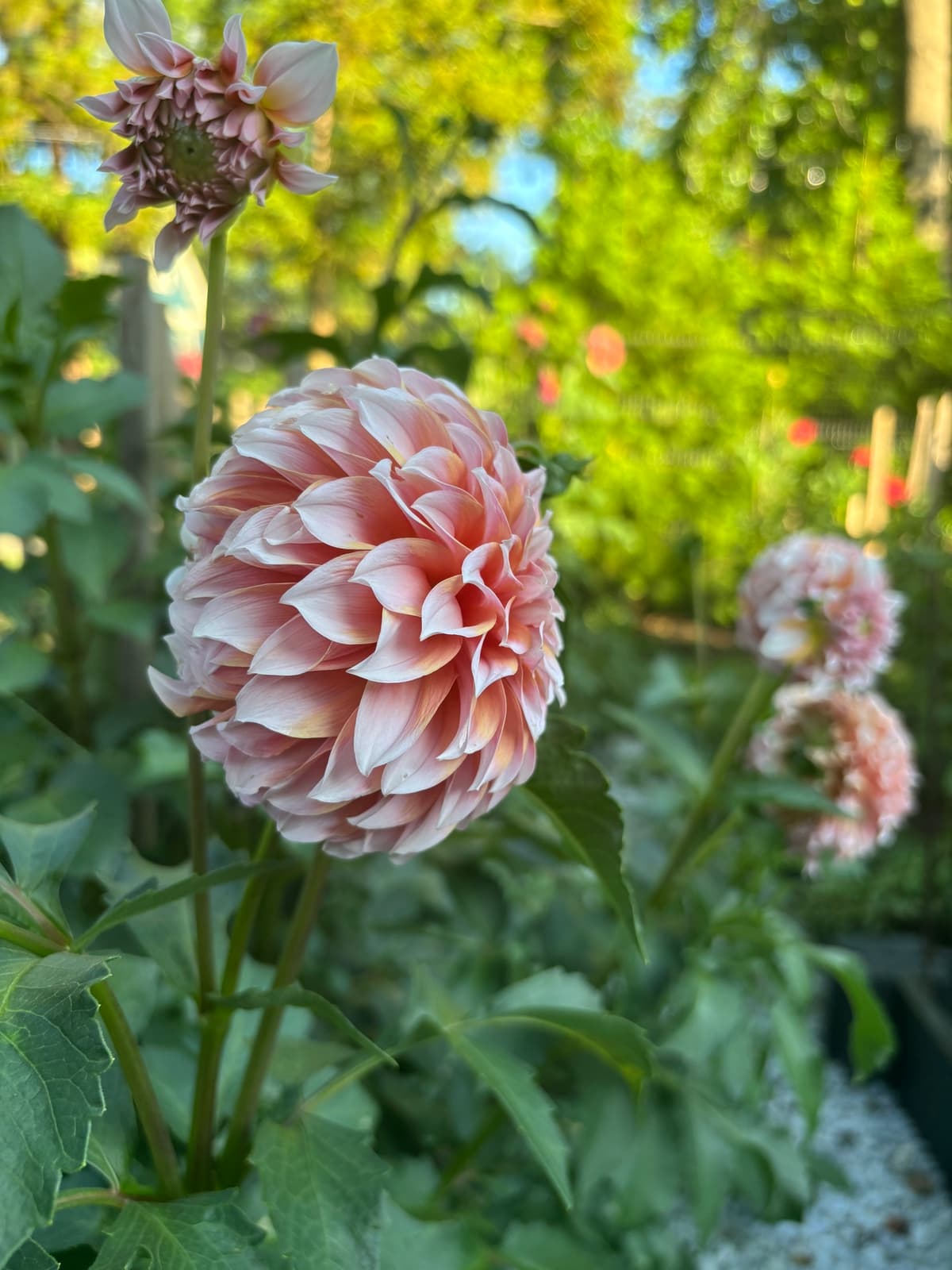 Close-up of a pink and yellow dahlia