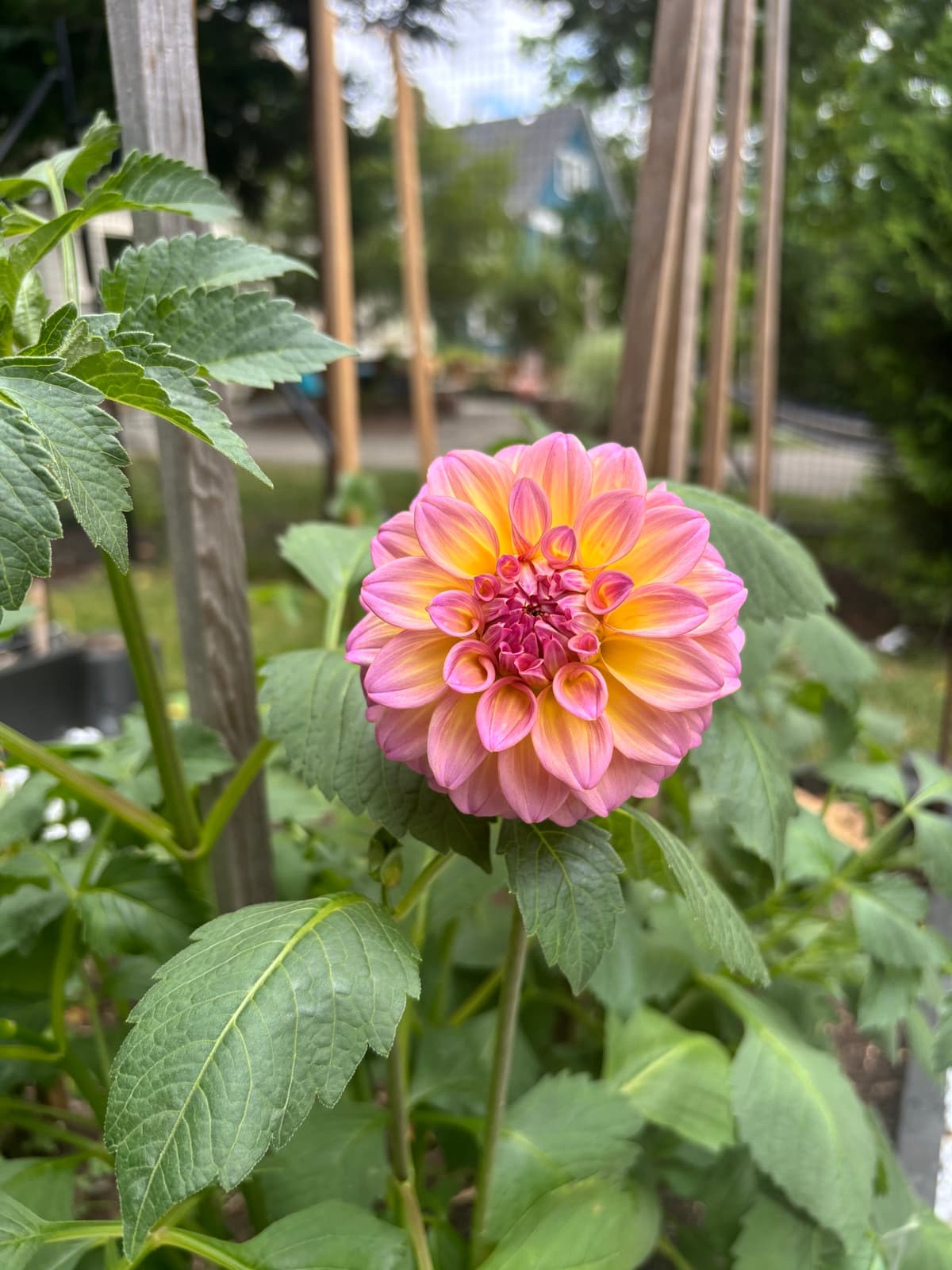 Close-up of a pink and gold dahlia flower