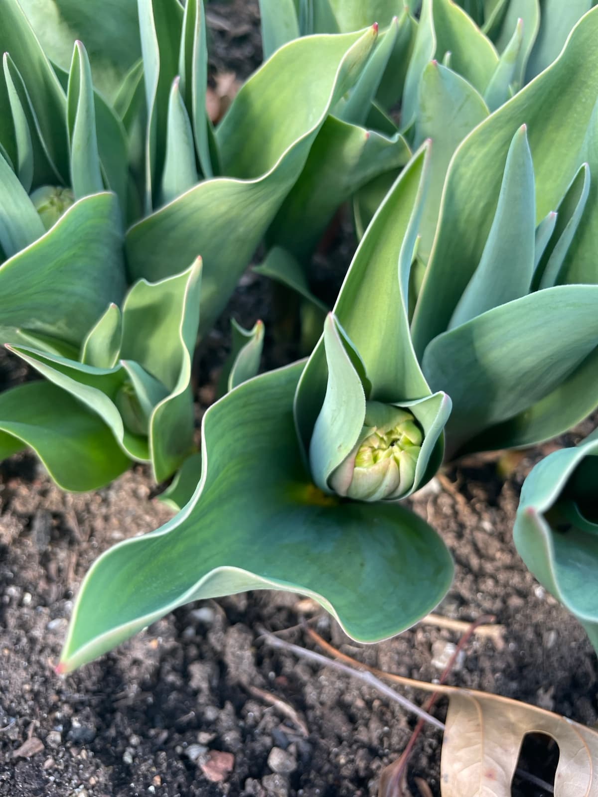 Close-up of a green tulip bud still closed, surrounded by its leaves.