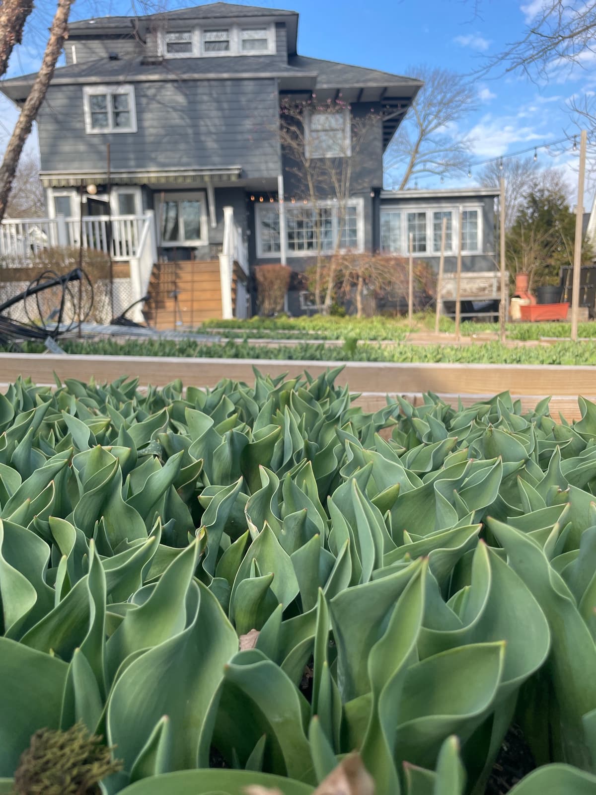 Close-up of lush green tulip foliage