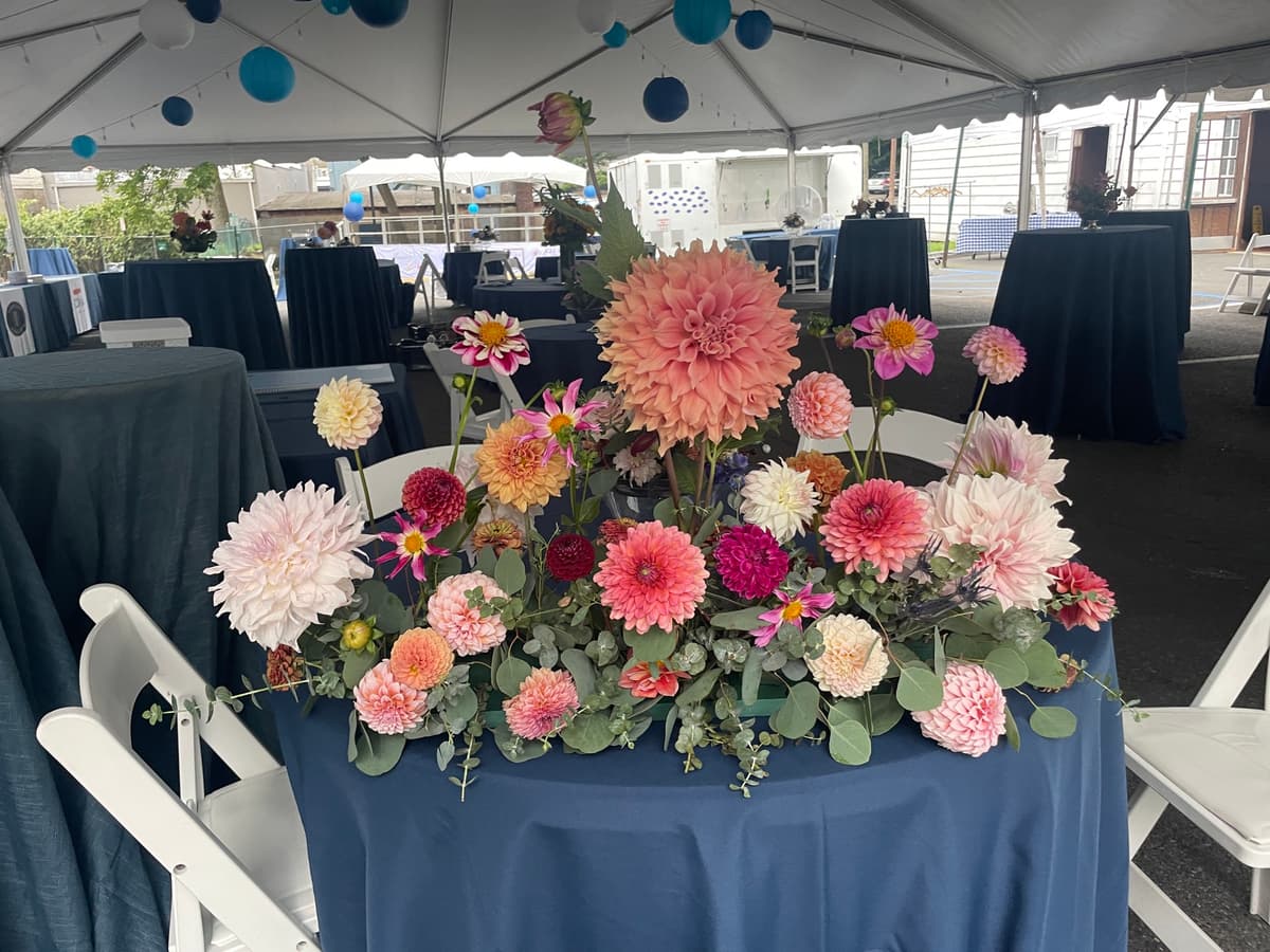 A lush floral centerpiece on a navy blue round table featuring a massive peach dinnerplate dahlia surrounded by pink, coral, white, and burgundy ball dahlias and eucalyptus greenery, set under a white event tent with hanging lanterns.