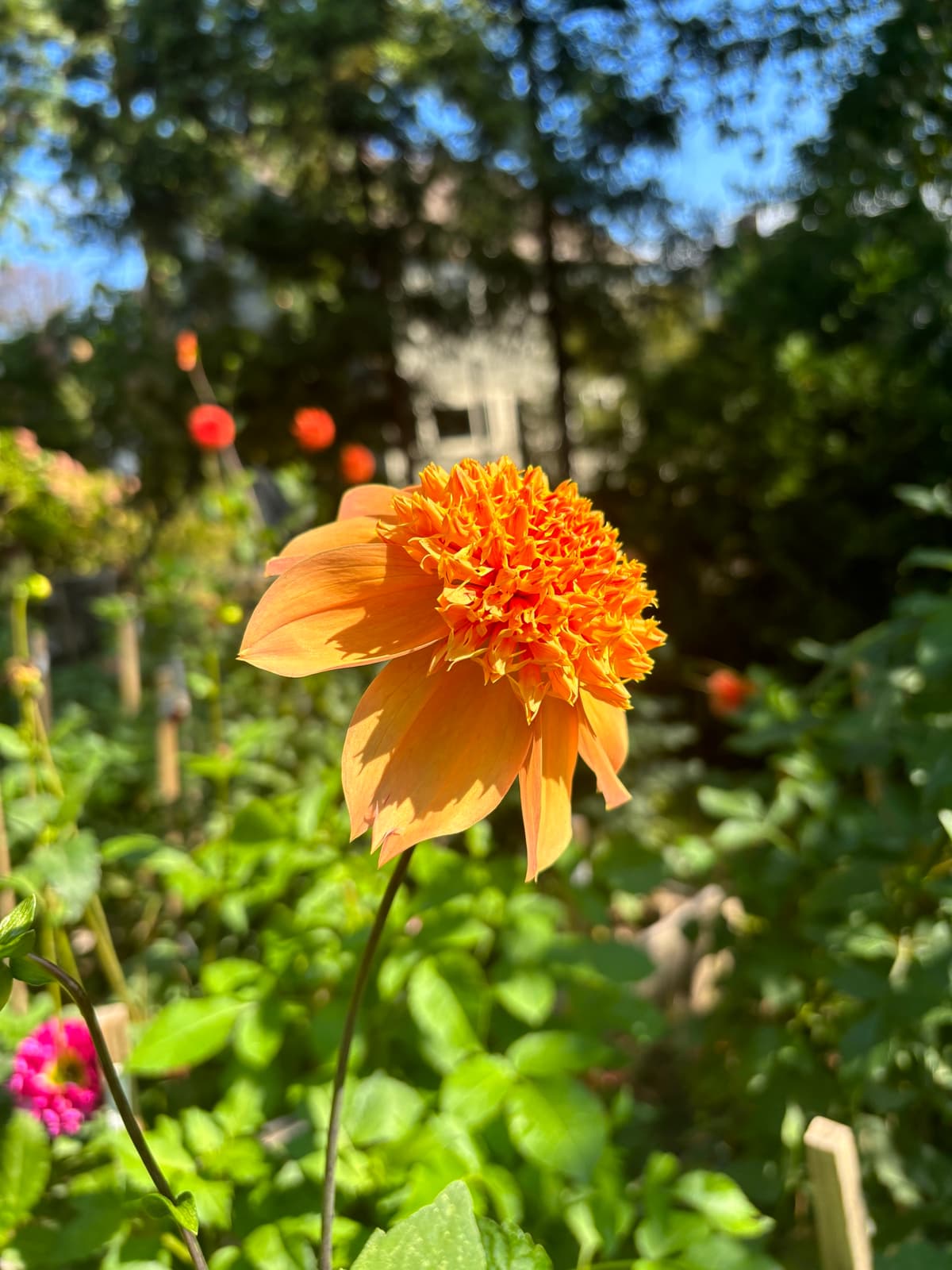 Close-up of a peach dahlia flower