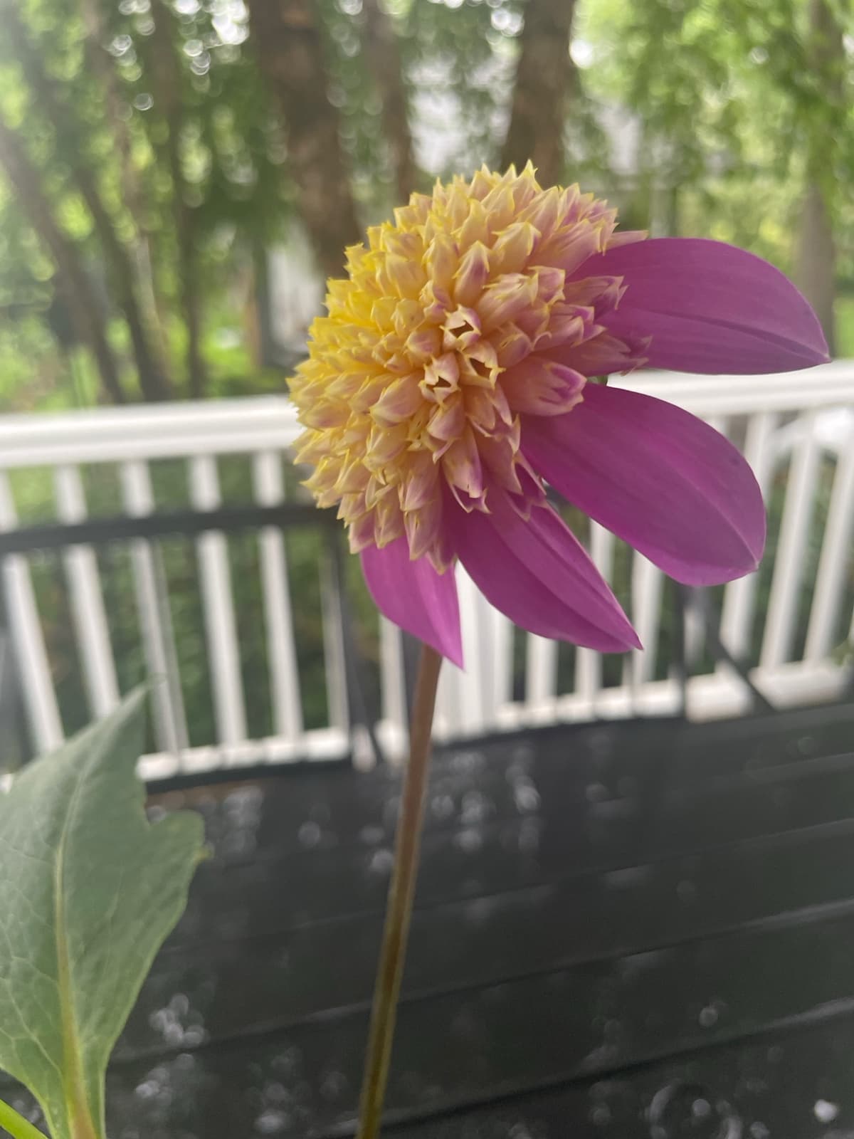 A close-up side view of a vibrant anemone-flowered dahlia with magenta outer petals and a textured, pincushion-like center of bright yellow florets, set against a blurred background of greenery and a white porch railing.