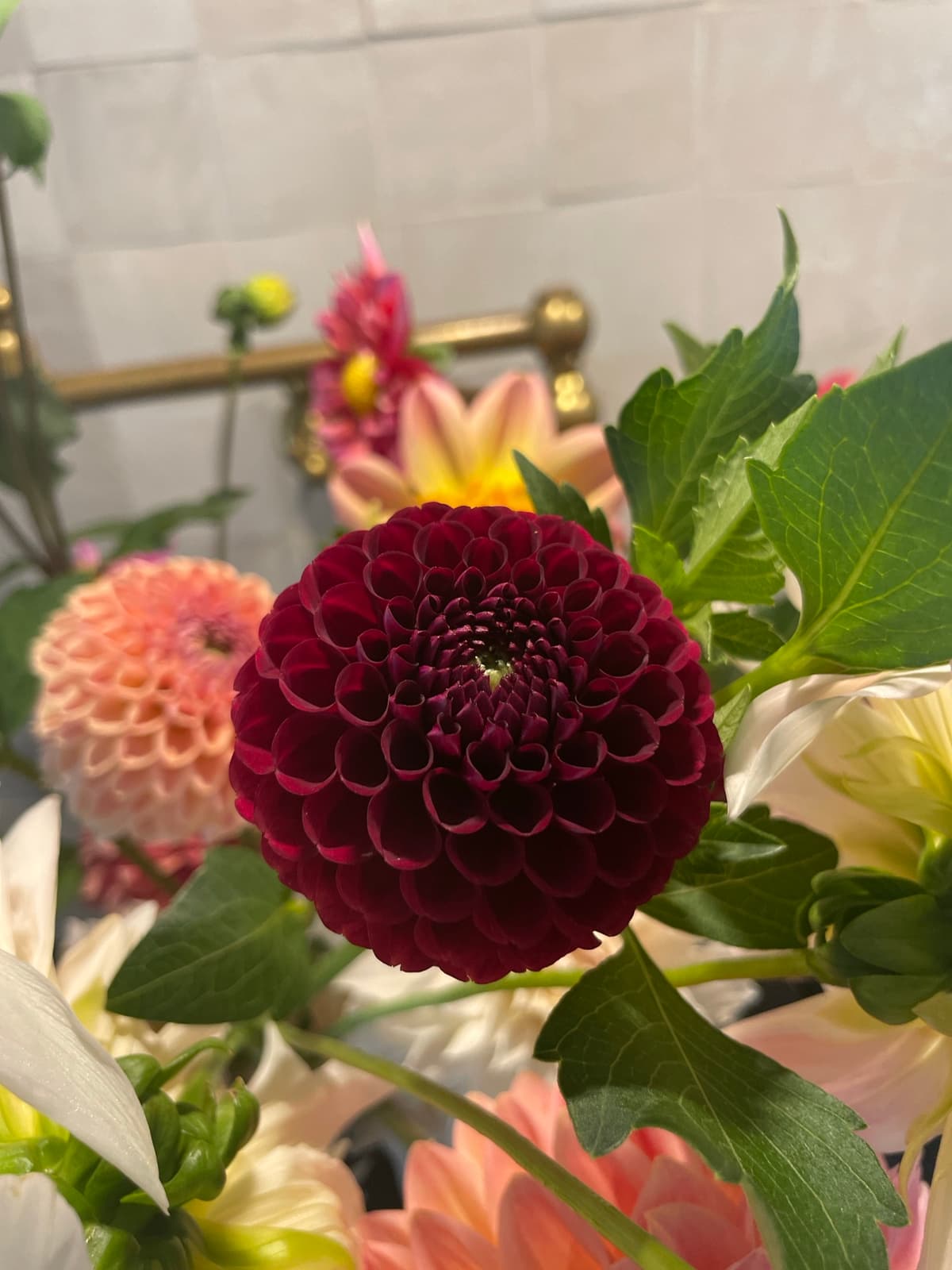 A close-up photo of a deep burgundy ball dahlia with intricate honeycomb petals, surrounded by soft peach and apricot dahlias and green leaves against a blurred white tile background.