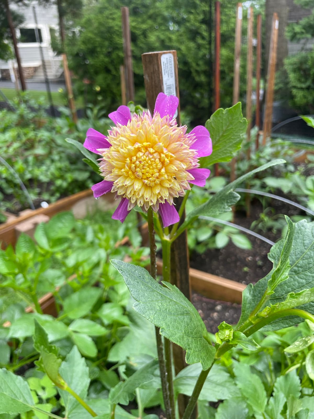 A close-up, high-angle shot of a single anemone-flowered dahlia growing in a garden. The flower features a ring of vibrant magenta outer petals surrounding a dense, textured center of creamy yellow petaloids. Green foliage and wooden garden stakes are visible in the background.